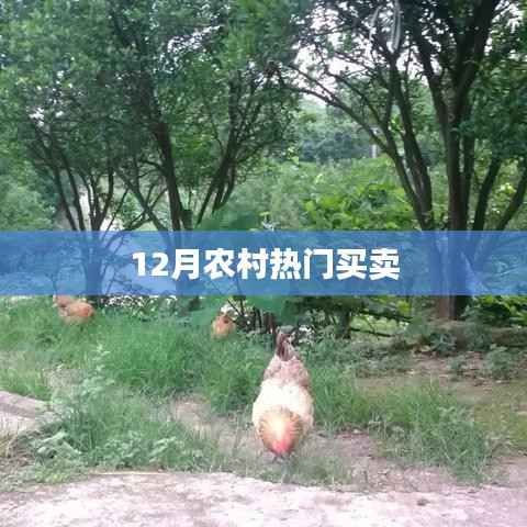 农村12月热门买卖选择