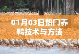 最新养鸭技术与方法,助你成功养殖鸭子!