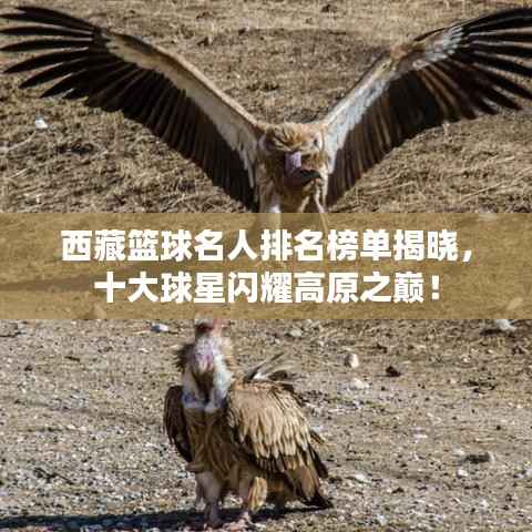 西藏篮球名人排名榜单揭晓，十大球星闪耀高原之巅！